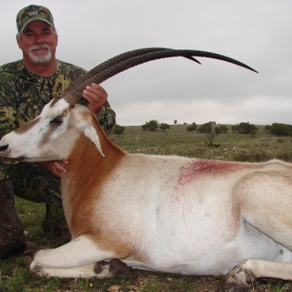 Trophy Oryx